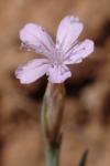 Petrorhagia saxifraga