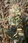 Teucrium polium subsp. polium