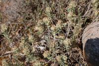 Teucrium polium subsp. polium