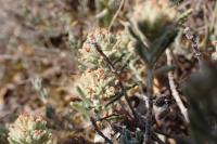 Teucrium polium subsp. polium
