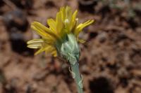Reichardia picroides
