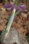 Dianthus longicaulis