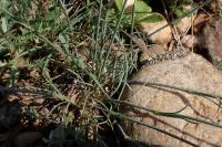 Dianthus longicaulis