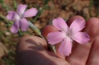 Dianthus longicaulis