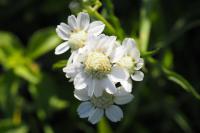 Achillea ptarmica