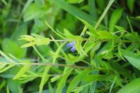 Scutellaria galericulata
