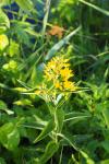 Lysimachia vulgaris