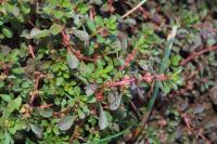 Lythrum portula