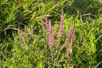 Lythrum salicaria