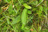 Cirsium dissectum