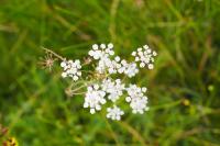 Trocdaris verticillatum