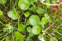 Hydrocotyle vulgaris