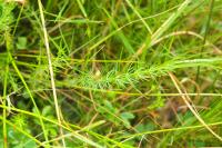 Trocdaris verticillatum