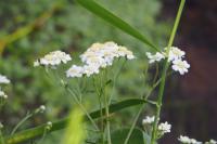 Achillea ptarmica
