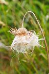 Cirsium dissectum