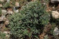 Thymus vulgaris subsp. vulgaris