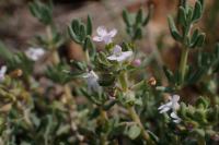 Thymus vulgaris subsp. vulgaris