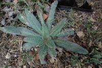 Echium asperrimum