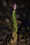 Centaurium pulchellum