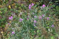 Lathyrus latifolius