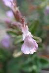 Teucrium chamaedrys