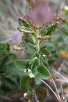 Teucrium chamaedrys