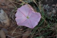 Convolvulus cantabrica