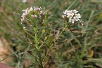 Lobularia maritima subsp. maritima