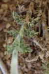 Anacyclus clavatus