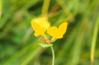 Lotus pedunculatus