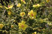 Verbascum sinuatum