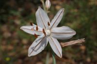 Asphodelus ayardii
