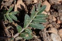 Tribulus terrestris
