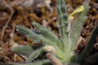 Ajuga iva