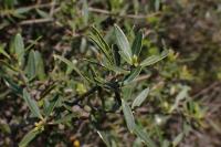 Phillyrea angustifolia