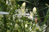 Clematis flammula