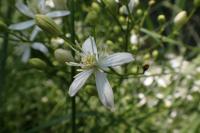 Clematis flammula