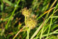 Oenanthe fistulosa