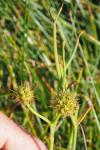 Oenanthe fistulosa