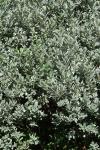 Salix lapponum