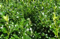 Salix bicolor