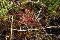 Drosera rotundifolia