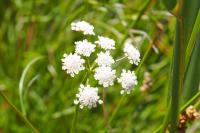 Oenanthe lachenalii