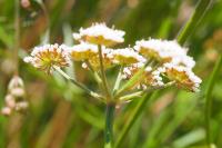 Oenanthe lachenalii
