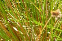 Oenanthe lachenalii