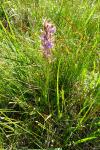 Dactylorhiza maculata