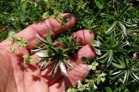Alchemilla alpina