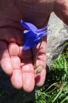 Aquilegia pyrenaica
