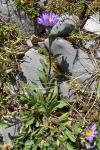 Aster alpinus