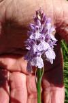 Dactylorhiza maculata
